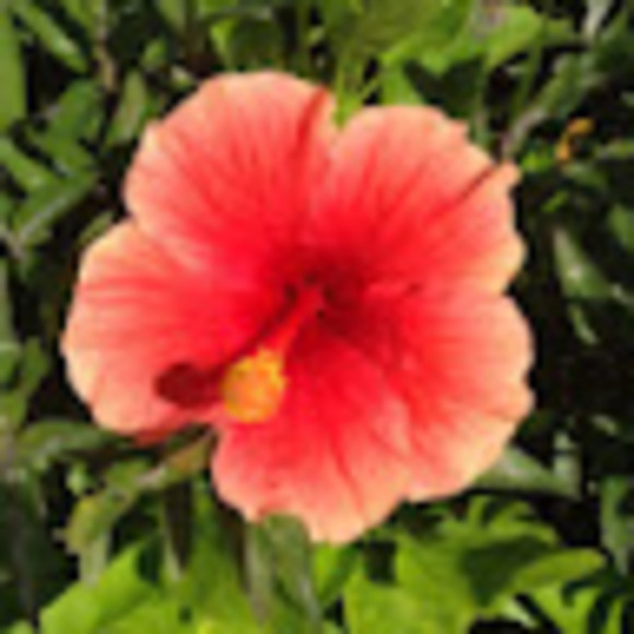 Meet your Posher, Sandra - Picture 1 of 1